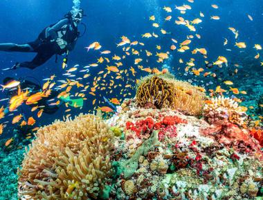 Malvan Island Scuba Diving