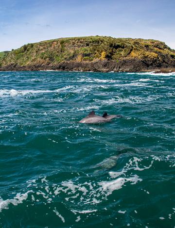 Dolphin Island Scuba Diving Goa